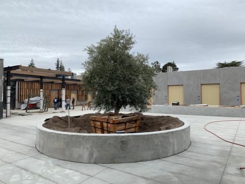 EMBODYING OUR SPIRITUAL VALUES IN OUR BUILDING Congregation Kol Emeth, Palo Alto, California won the 2020 Cool Congregations Planning Award for their new net zero energy worship facility and zero waste plans. They had outgrown their aging building that had failing systems such as heating and cooling that were costly to maintain. They wanted to embody their spiritual values in constructing a new building that avoided waste of energy and resources, inspired their congregants, and provided for greater involvement with the local community. The entire congregation of 1200 rose to the challenge and raised $25 million in record time and the building is expected to be completed in the first quarter of 2020. The new building has been designed to embody the spiritual beliefs and religious practices of the community, as well as to support learning and celebrations for all ages. The site and building will maximize daylighting, capture water for irrigation, support solar electricity production, encourage EV and bike commuting, and use other green building principles. They expect to save approximately $66,000 in energy costs once the new building is completed. The congregation has also committed to zero waste inspired by their religious beliefs to avoid waste, (Baal Tashchit) which in the modern era is expressed in sustainable practices. The leadership team has met with the City of Palo Alto and the waste hauler to get advice on green purchasing, waste sorting and other measures to reduce consumption, and to ensure that waste is either composted or recycled as fully as possible. The educational staff will work with students and families to encourage zero waste practices as part of the congregation’s values. They hope to inspire their congregants towards more sustainable living in their homes and workplaces. They also hope to inspire other faith communities to orient themselves in affordable, doable ways towards embodying care for the Earth as a central religious value.